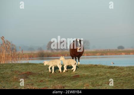 Zwei kleine weiße Lämmer laufen und ein braunes Schaf ist Auf einem Deich vor einem See stehen Stockfoto