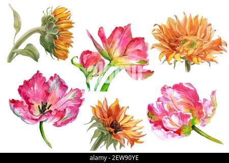 Set von Aquarell-Sonnenblumen und Tulpenblüten isoliert auf weiß. Hochwertige Fotos Stockfoto