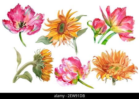 Set von Aquarell-Sonnenblumen und Tulpenblüten isoliert auf weiß. Hochwertige Fotos Stockfoto