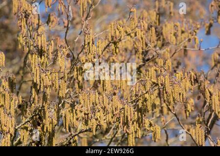 Ein Erlenbaum, Alnus glutinosa, zeigt im Februar Sonnenschein männliche Kätzchen. Die weiblichen Blüten wachsen auf den gleichen Stielen wie die männlichen Kätzchen. North Dor Stockfoto