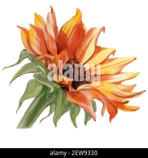 Set von Aquarell-Pflanzen Sonnenblumen auf weiß isoliert. Hochwertige Fotos Stockfoto