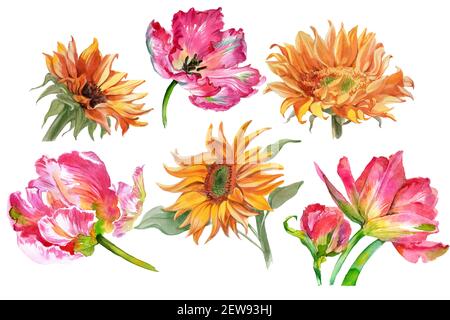 Set von Aquarell-Sonnenblumen und Tulpenblüten isoliert auf weiß. Hochwertige Fotos Stockfoto