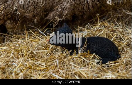 Neugeborenes schwarzes Shetland Lamm liegt im Heu in Scheune, Schottland, Großbritannien Stockfoto