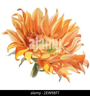 Set von Aquarell-Pflanzen Sonnenblumen auf weiß isoliert. Hochwertige Fotos Stockfoto