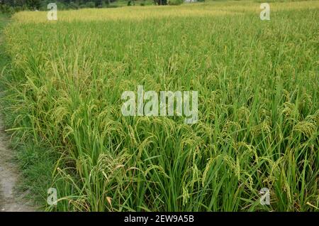 Die grünen reifen Reiskörner auf der Feldwiese aufschaufeln. Stockfoto
