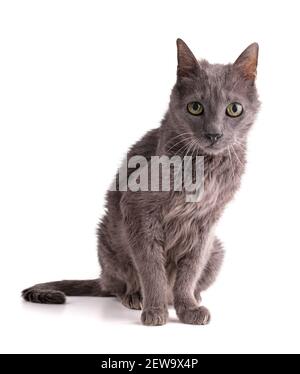 Vintage graue Katze 19 Jahre alt auf weißem Hintergrund Stockfoto