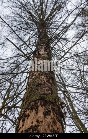 Abgestorbene Fichte durch Rindenkäfer beschädigt. Ansicht von unten nach oben. Hochwertige Fotos Stockfoto