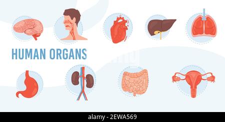 Flat Cartoon interne Organe Vektor Illustration Konzept Stock Vektor