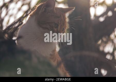 Orange Katze sitzt auf dem Ast des Baumes Stockfoto