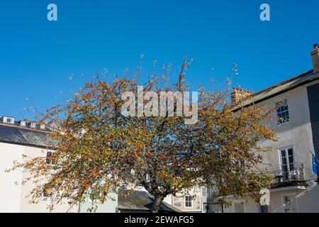 Crab Apple Tree im Zentrum von Dartmouth Town Stockfoto