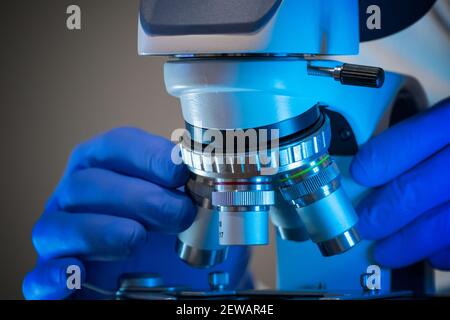 Wissenschaftler justiert das Mikroskop im Labor. Stockfoto