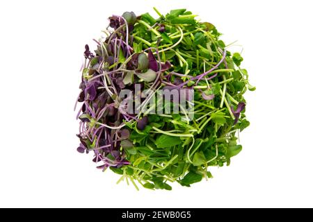 Ein runder Ball von gesunden Micro Greens sitzt auf einem Reinweißer Hintergrund Stockfoto