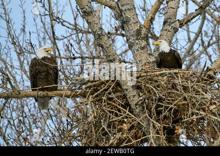 Weißkopfseeadler (Haliaeetus leucocephalus) im Nest Calgary, Carburn Park, Alberta, Kanada Stockfoto