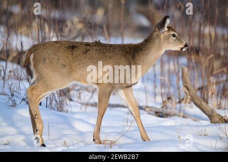 Weißschwanzhirsch (Odocoileus virginianus), Calgary, Carburn Park, Alberta, Kanada Stockfoto