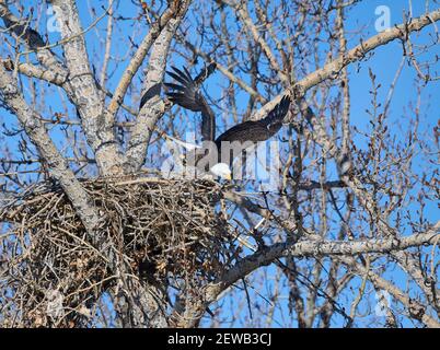 Weißkopfseeadler (Haliaeetus leucocephalus) hebt von Nest, Calgary, Carburn Park, Alberta, Kanada ab Stockfoto