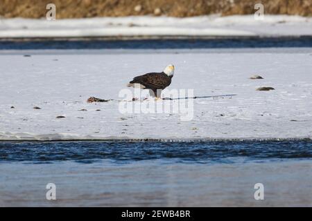 Weißkopfseeadler (Haliaeetus leucocephalus) füttern auf einem Entenkadaver auf einem Eisfluss in Bow River, Calgary, Carburn Park, Alberta, Kanada Stockfoto