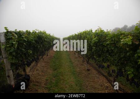 Reihen von roten Weinreben auf einem Weinberg auf Long Island New York USA Stockfoto