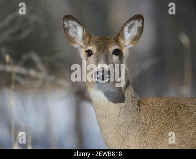 Weißschwanzhirsch (Odocoileus virginianus), Calgary, Carburn Park, Alberta, Kanada Stockfoto