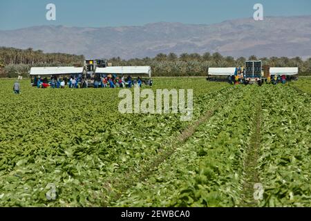 Feldarbeiter ernten & verpacken Bio-Romainsalat 'Lactuca sativa', Dattelpalmenplantage im Hintergrund. Stockfoto