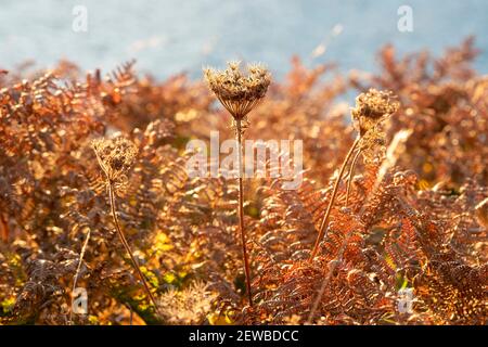 Wildkarotte, daucus carota, Samenköpfe, Herbst Stockfoto