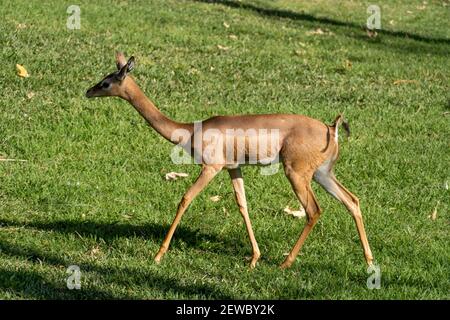 Südlicher Gerenuk Litocranius walleri in der Graslandschaft Stockfoto