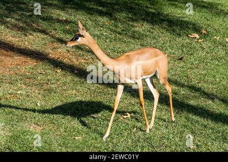 Südlicher Gerenuk Litocranius walleri in der Graslandschaft Stockfoto