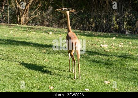 Südlicher Gerenuk Litocranius walleri in der Graslandschaft Stockfoto