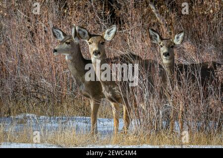 Drei weibliche Rocky Mountain Mule Deer Does- (Odocoileus hemiorus) aus nächster Nähe studierend Fotografin, Castle Rock Colorado USA. Foto aufgenommen im Dezember. Stockfoto