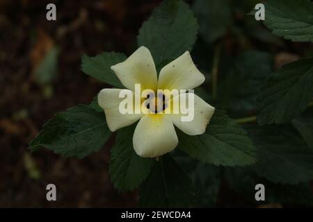 Cremefarbene gelbe Blume auf dunklem Hintergrund Stockfoto