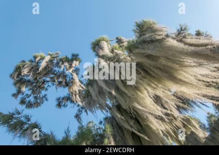 Spanisches Moos oder Bart des Alten Mannes USNEA Flechten auf Baum in San Antonio de Areco, Provinz Buenos Aires, Argentinien Stockfoto