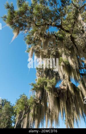 Spanisches Moos oder Bart des Alten Mannes USNEA Flechten auf Baum in San Antonio de Areco, Provinz Buenos Aires, Argentinien Stockfoto