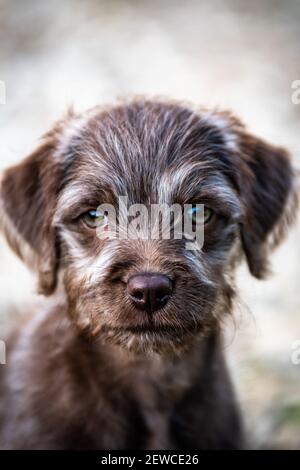 Eine Nahaufnahme mit selektivem Fokus eines wunderschönen braunen und weißen Bedlington Terrier Welpen, der mit einem ruhigen Gesicht sitzt. Stockfoto