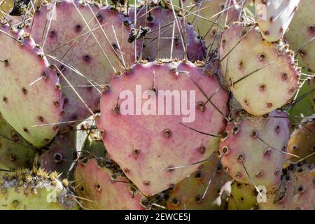 Santa Rita Prickly Pear Stockfoto