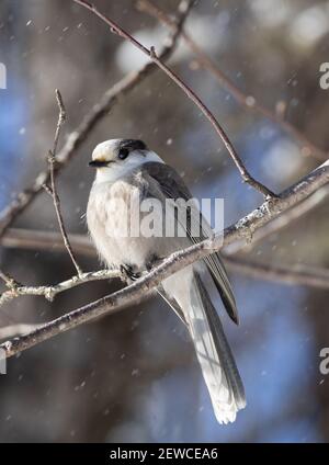 Ein einsamer Grauhäher (Perisoreus canadensis) Im Winter im Wald Stockfoto