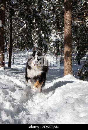 Ein australischer Schäferhund Collie Mix Hund läuft auf einem verschneiten Trail Stockfoto