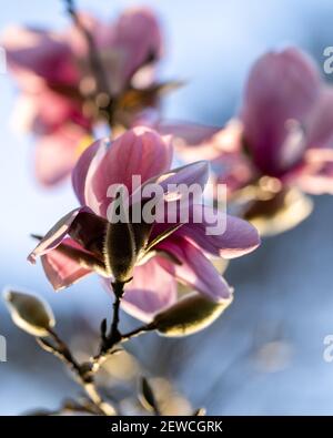 Magnolien in der Blütezeit califiornia Stockfoto