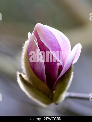 Magnolien in der Blütezeit califiornia Stockfoto