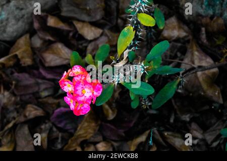 Rosa gefärbte Wachsblume mit scharfen Kanten und Blättern Stockfoto