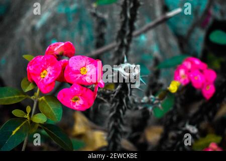 Rosa gefärbte Wachsblume mit scharfen Kanten und Blättern Stockfoto