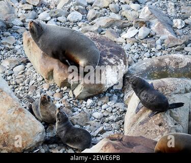 Neuseeländische Pelzrobbenkolonie am Ohau Point Aussichtspunkt in der Nähe Kaikaoura auf der Südinsel Stockfoto