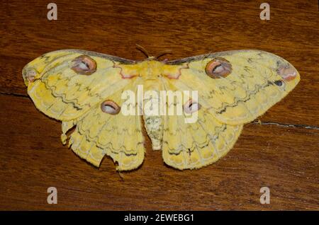 Goldener Kaiser Moth, Loepa katinka, Klungkung, Bali, Indonesien Stockfoto