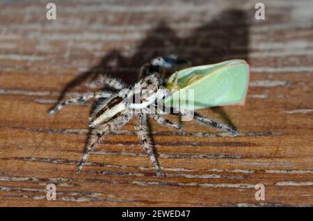 Männlicher grauer Wandpullover, Menemerus bivittatus, mit Planthopper, Siphanta sp, Beute, Saba, Bali, Indonesien Stockfoto