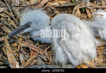 Dürre eine Umweltkatastrophe, bei der ein junger Vogel stirbt Stockfoto