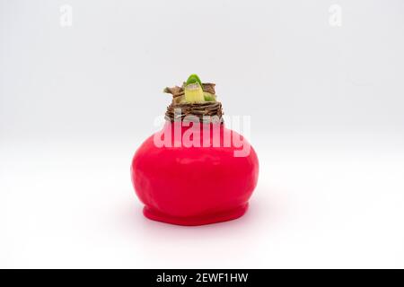 Rote Wachs beschichtet dekorative Amaryllis Glühbirne auf weißem Hintergrund. Stockfoto