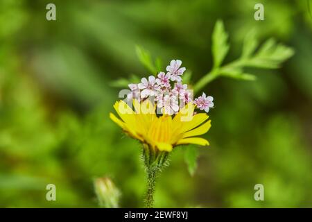Blühende gelbe Blumen blühen im Wald im frühen Frühjahr, Makroaufnahme. Stockfoto