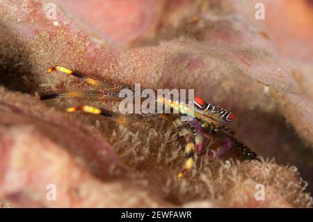 Flat Rock Crab, Percnon planissimum, Laha Tauchplatz, Ambon, Indonesien Stockfoto