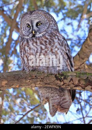 Great Grey Owl sitzt auf einem Tannenzweig im Wald, Quebec, Kanada Stockfoto