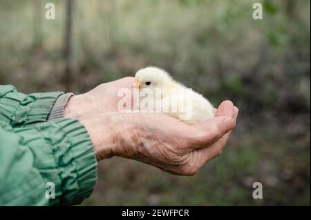 Niedliche kleine kleine Neugeborene gelb Baby Küken in den Händen Ältere ältere Frau Landwirt auf Natur Hintergrund Stockfoto