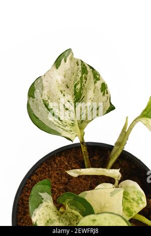 Nahaufnahme des Blattes des tropischen 'Epipremnum Aureum Manjula' Pothos Zimmerpflanze isoliert auf weißem Hintergrund Stockfoto