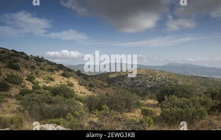 Mediterraner Wald im Naturpark Font Roja, Provinz Alicante, Spanien Stockfoto